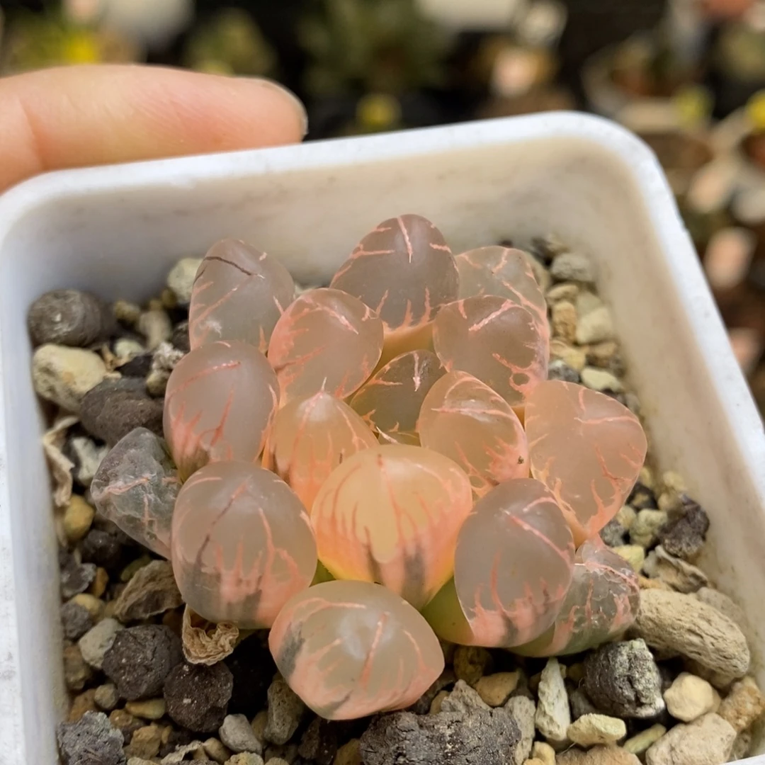 糊斑灵犀玉露锦多肉