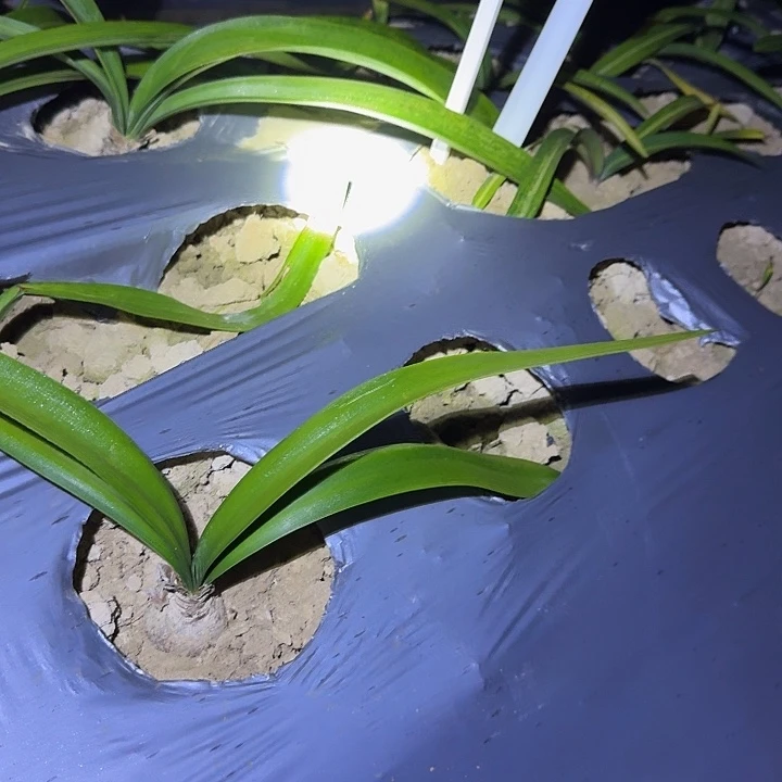 初相见朱顶红一棵3.5