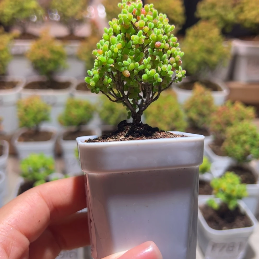 294蜜橘带盆土发货一物一拍