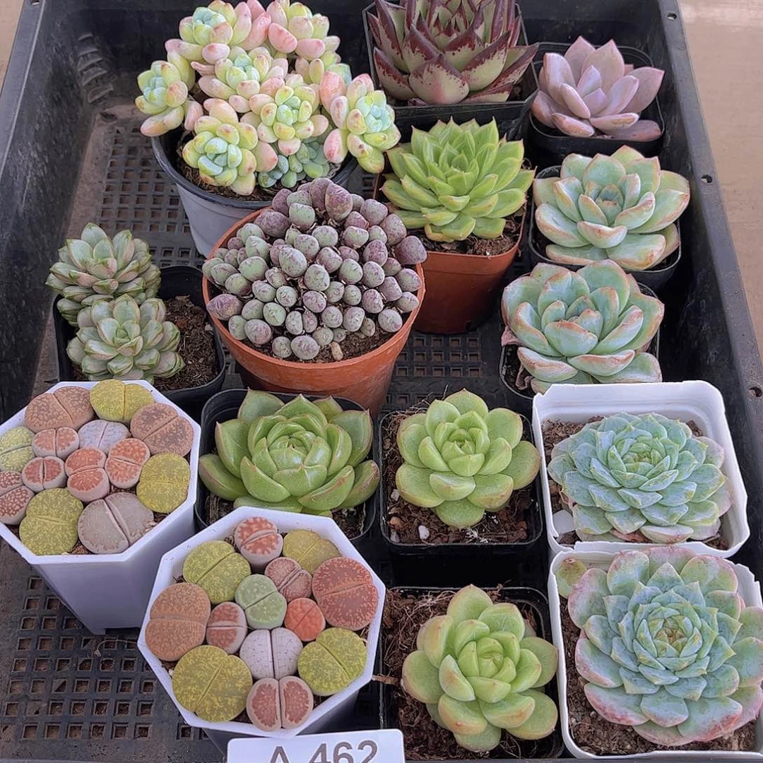 多肉462多肉植物，