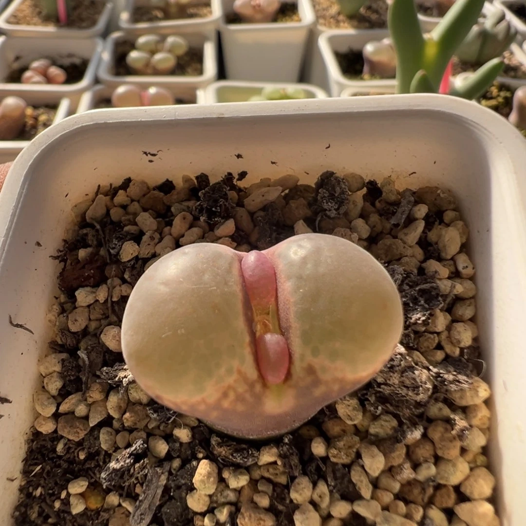 无花朵实生风铃玉13