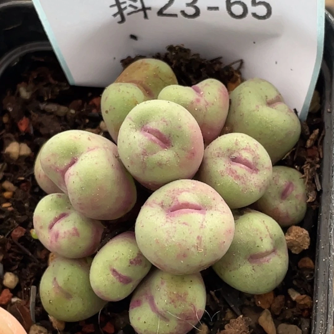 23-65嘴多肉植物肉锥