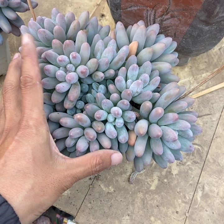 喜*海多肉植物一物一拍