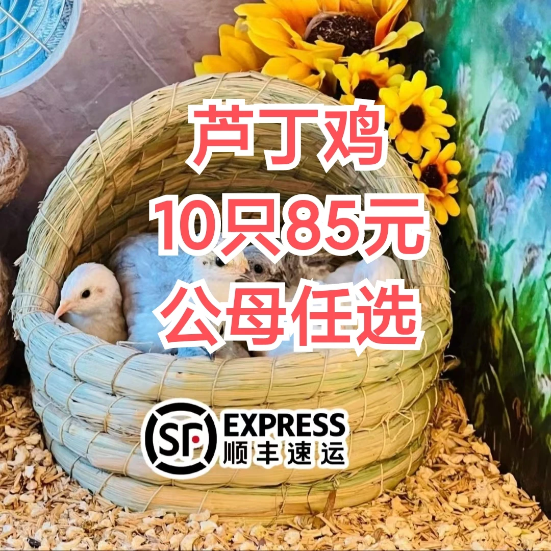 八十五米十只青年芦丁鸡特价农产品  非-生鸡肉 包冰率不含冰