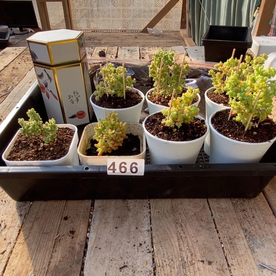 枝干番杏多肉植物466