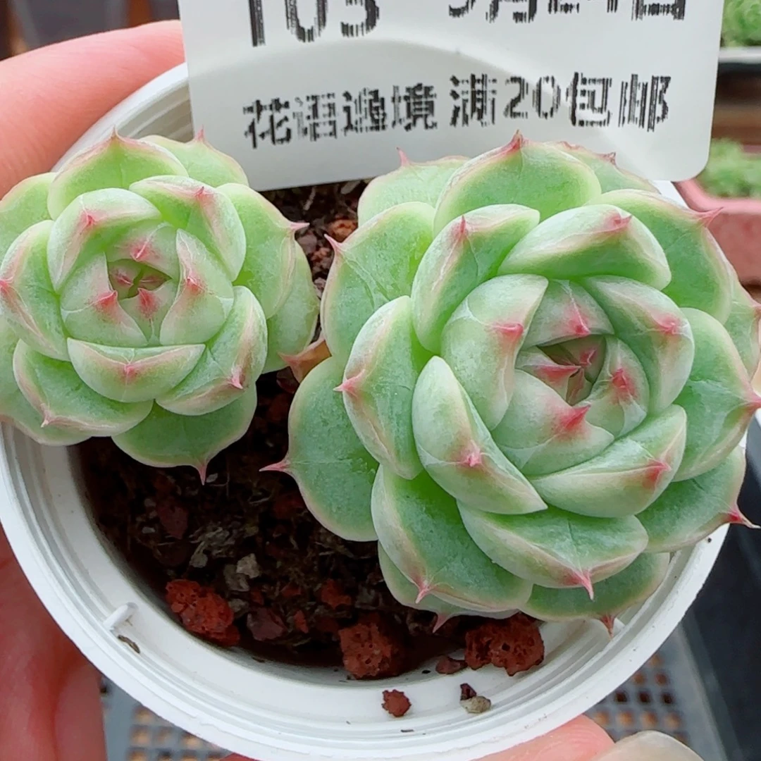 花语逸镜0924-103