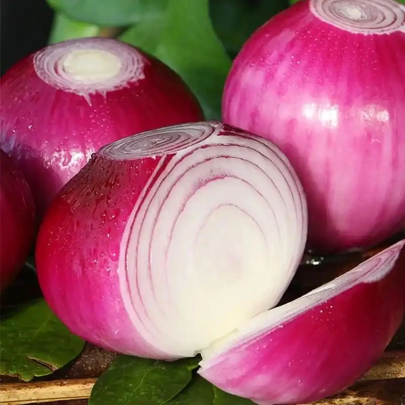 【现拔现发】河南农家自种紫皮洋葱