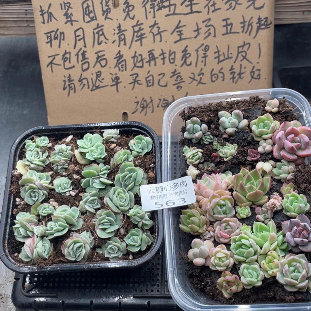 云糖心多肉植物563