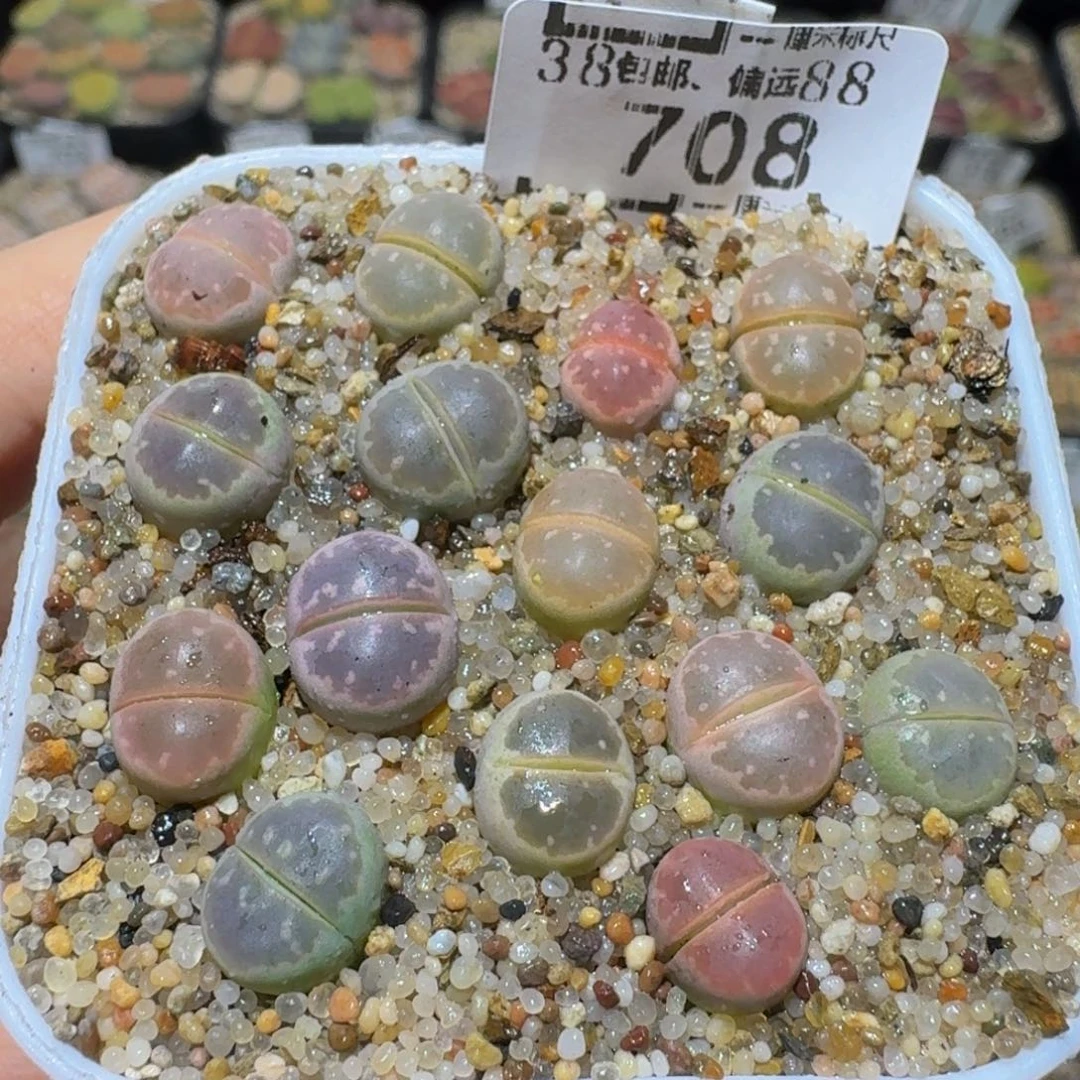 Ssss精品生石花708