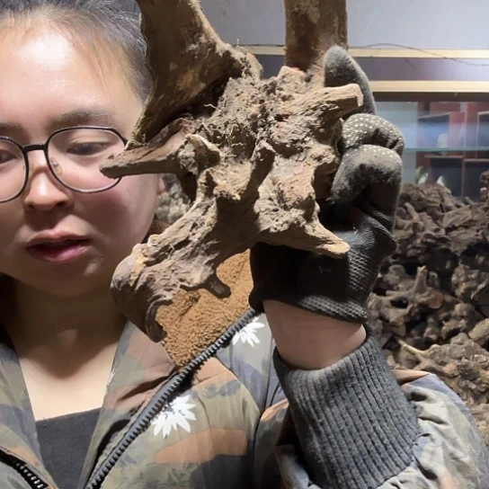 香榧木米*鼠火琉璃的毛料摆件