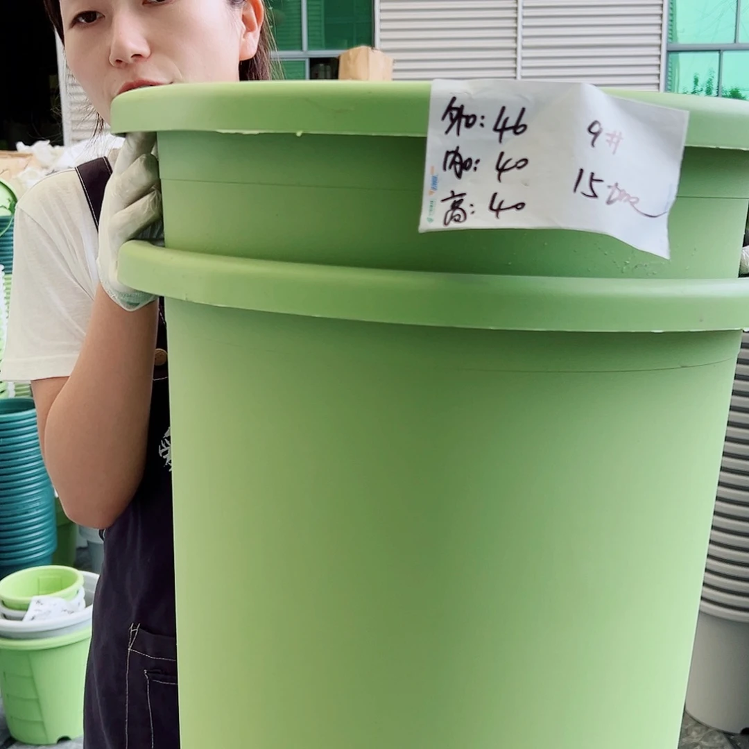 四季盆9#果绿4个无托