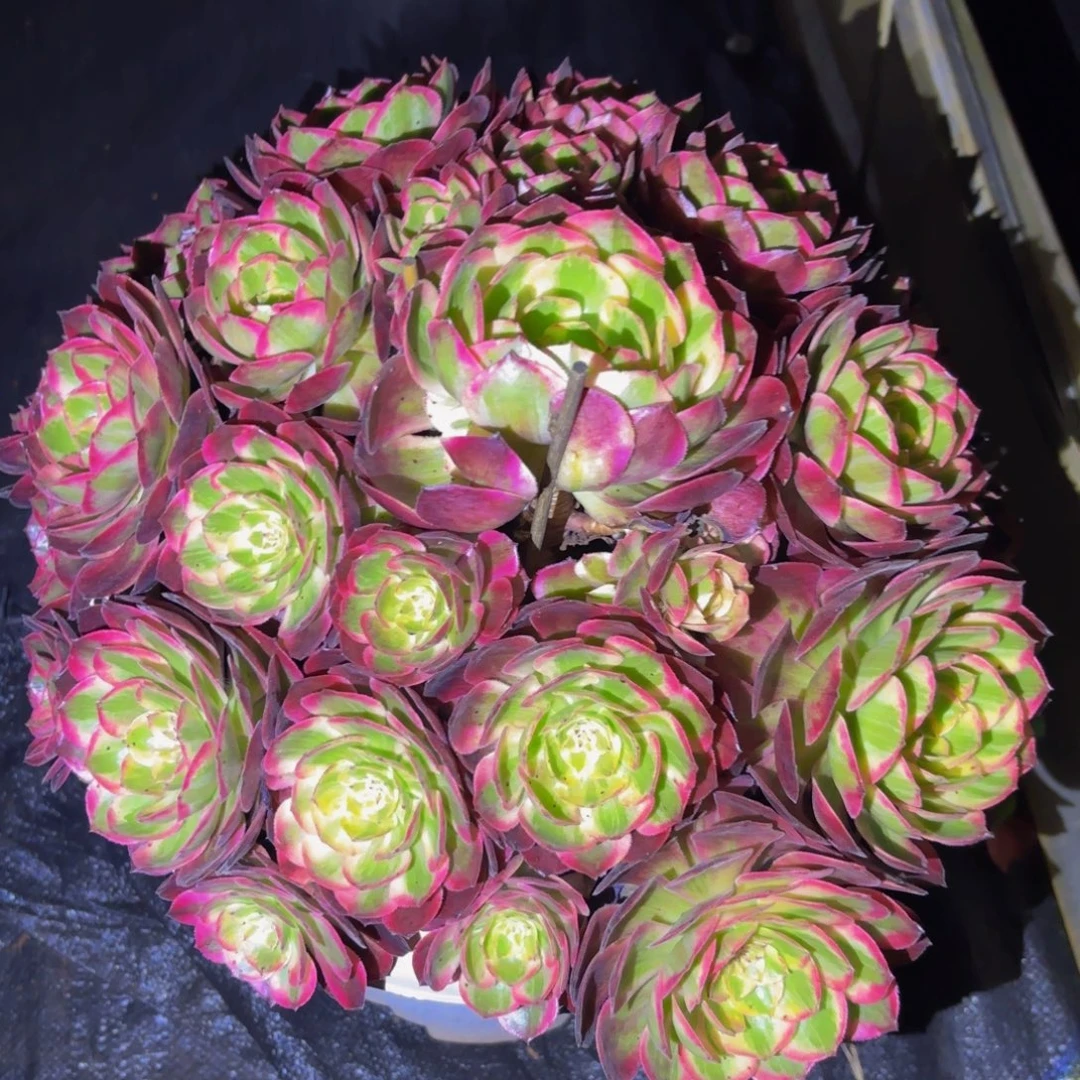 林***虎赤子心多肉植物一颗