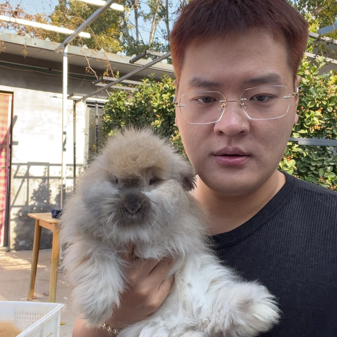 双血统英系安拉兔子