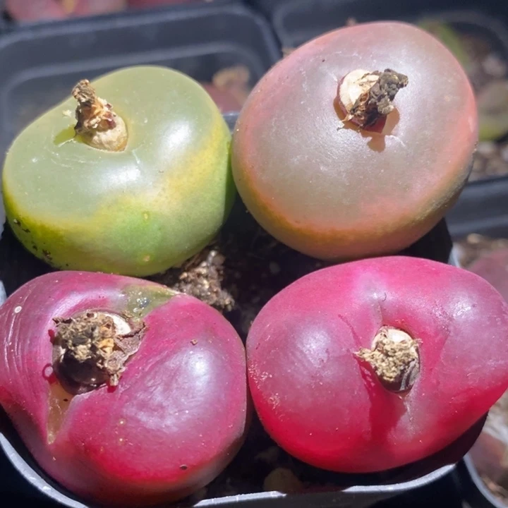 25214有伤一组一组