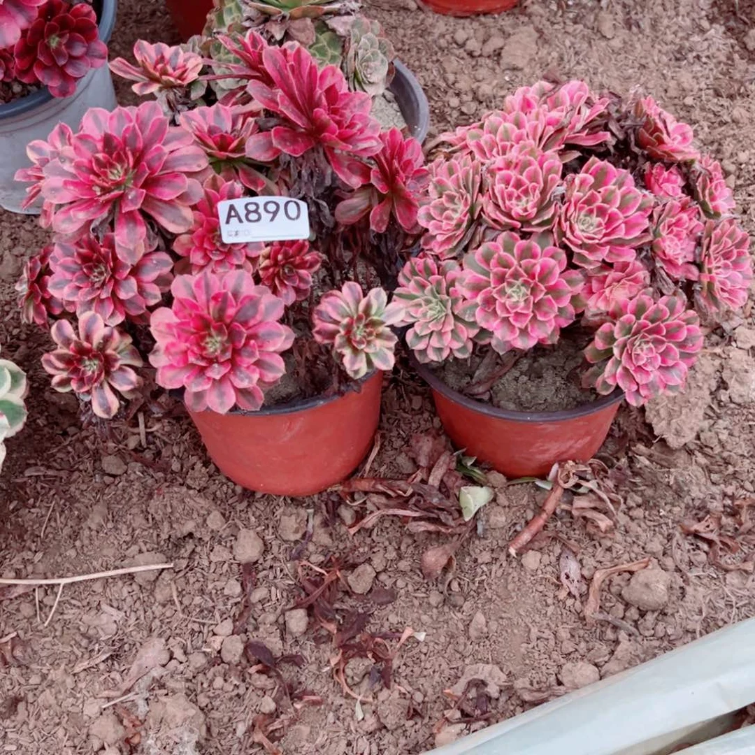 光***霏890两颗组合多肉植物法师