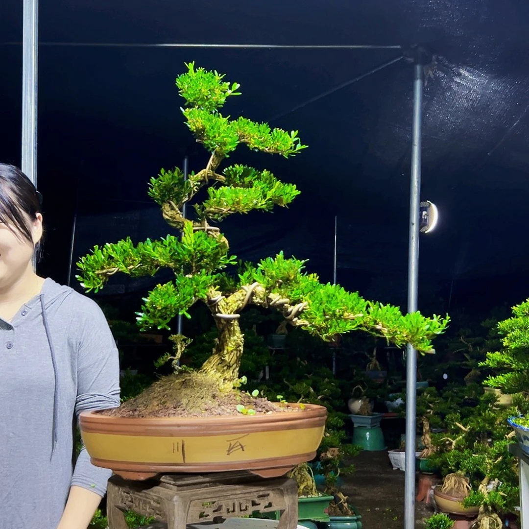 无花朵黄杨木