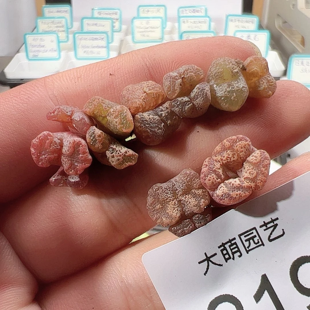 0000219 一物一拍……