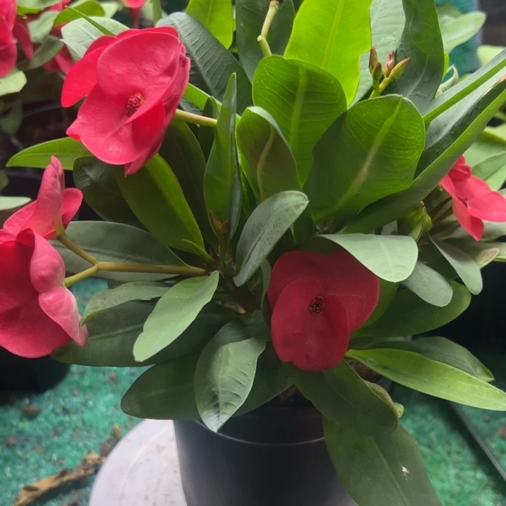 泰品扦插一物一拍