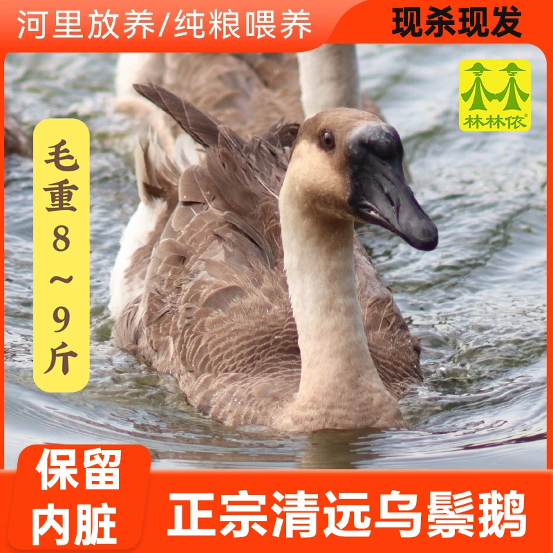 【90日龄烧鹅用】清远乌鬃鹅8~9斤 现杀现发广东黑棕鹅新鲜散养鹅肉