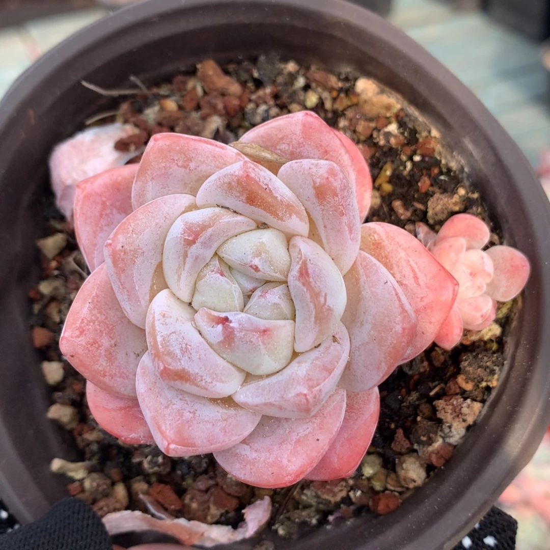 32号冰玉哈哈哈哈