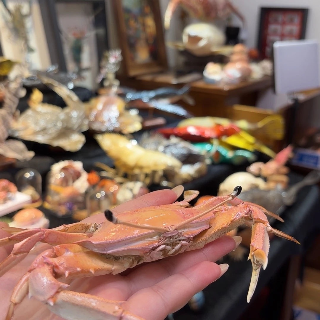 真实长眼蟹标本哦