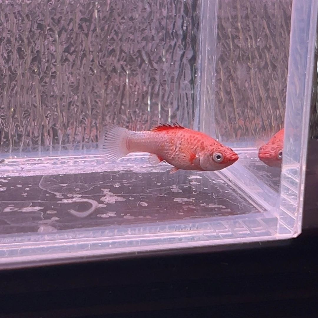 孔雀鱼玛丽崽一条