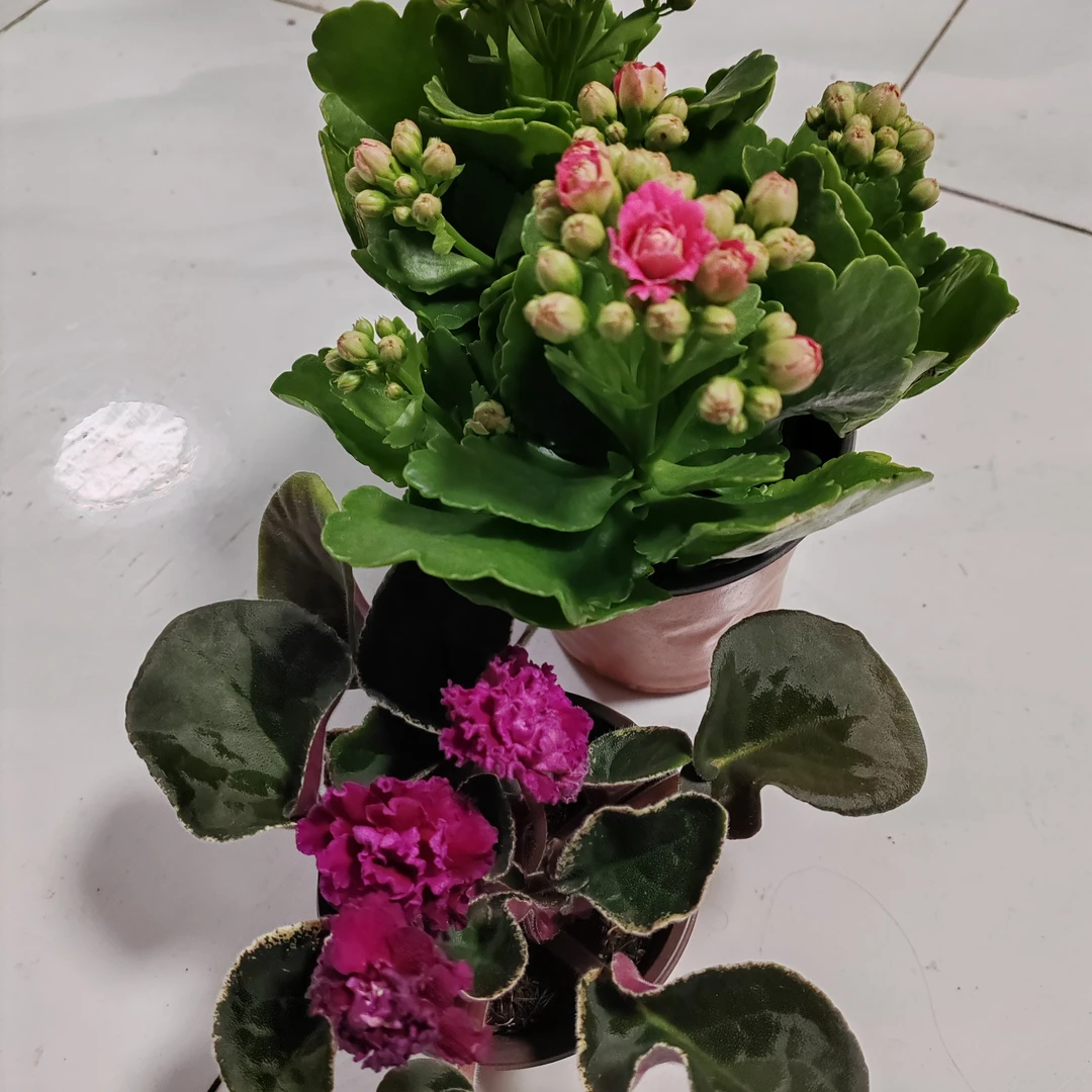 紫罗兰，满天星二盆包邮到家