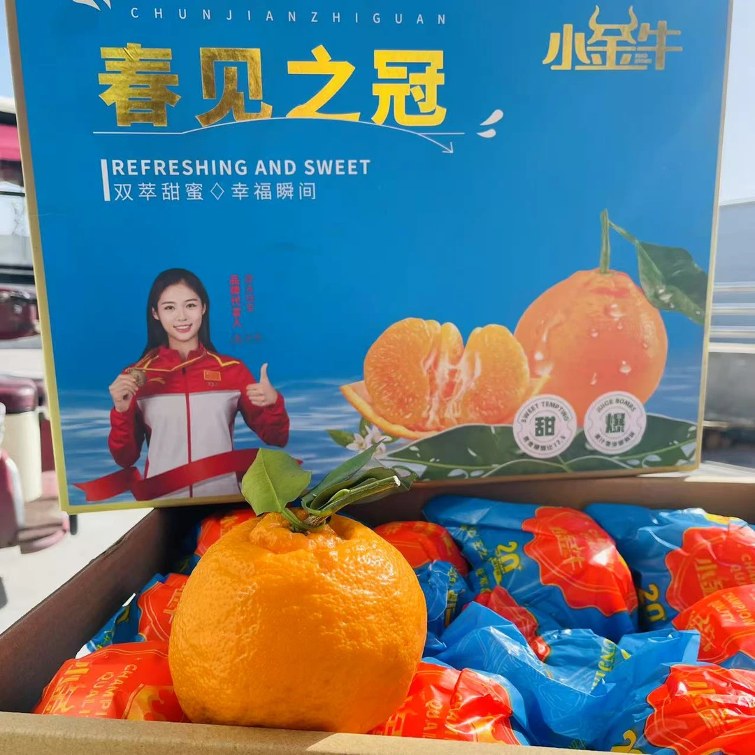 12 小金牛 春见之冠耙耙柑  粒粒爆汁  净重6.2斤【只发河南省】
