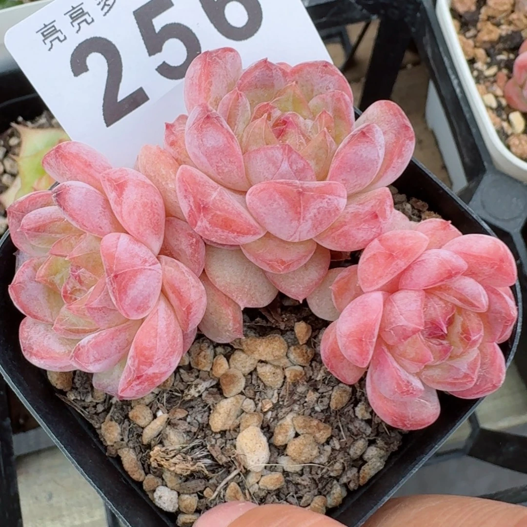 糖钻            精美多肉植物