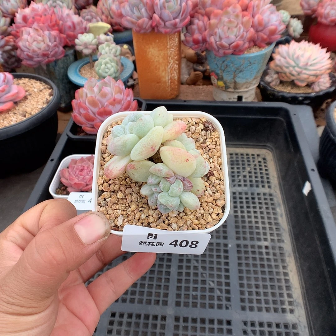 408冰玉石化多肉植物666