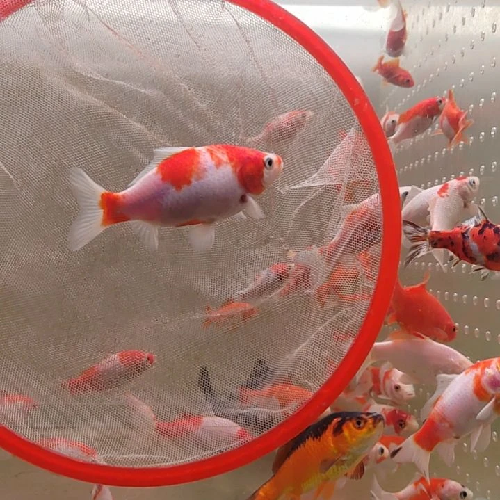 金鱼短尾草金精品