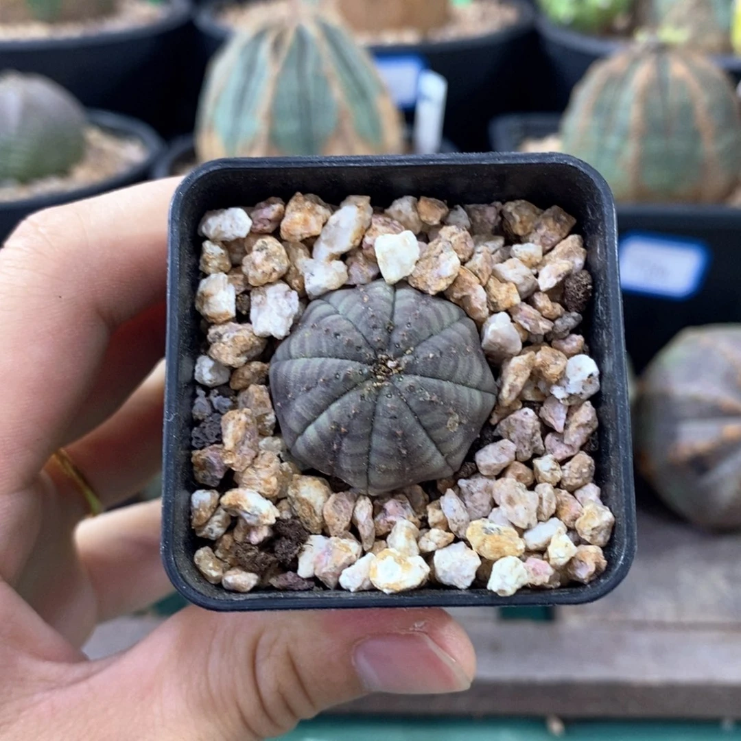 欧系实生布纹球一物一拍