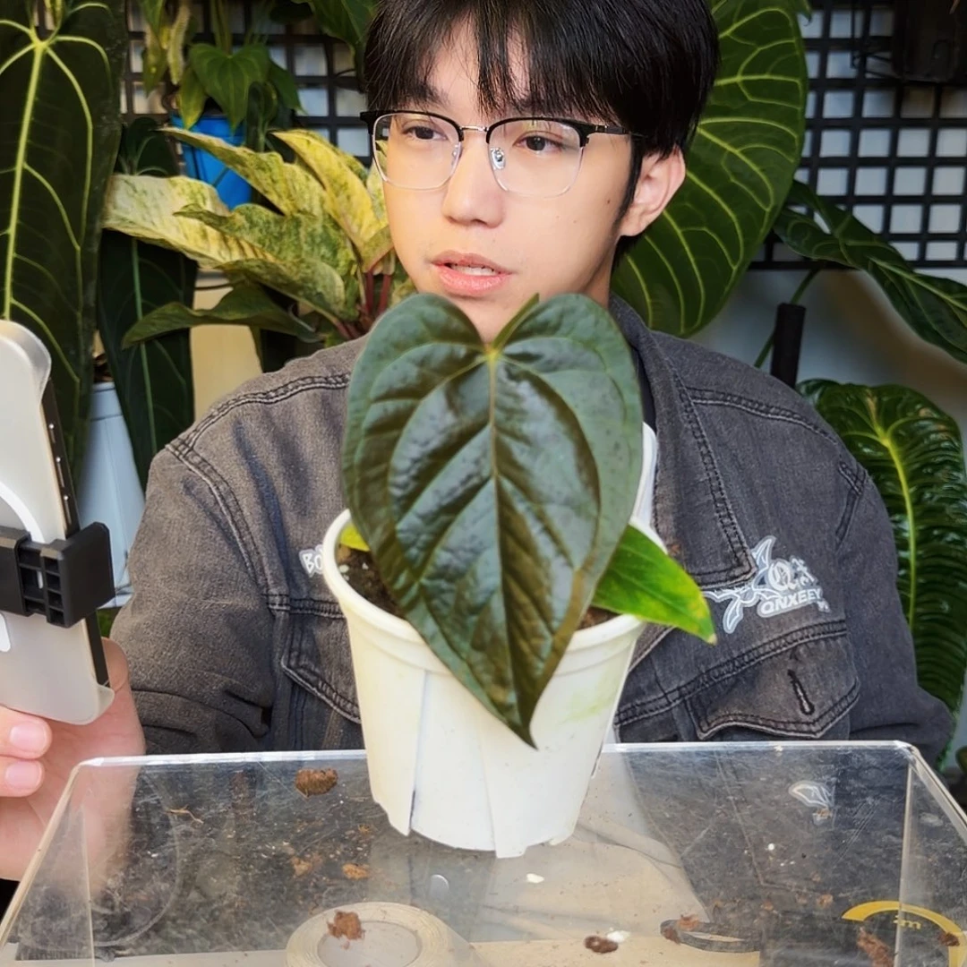 完全开放K144 女王之星