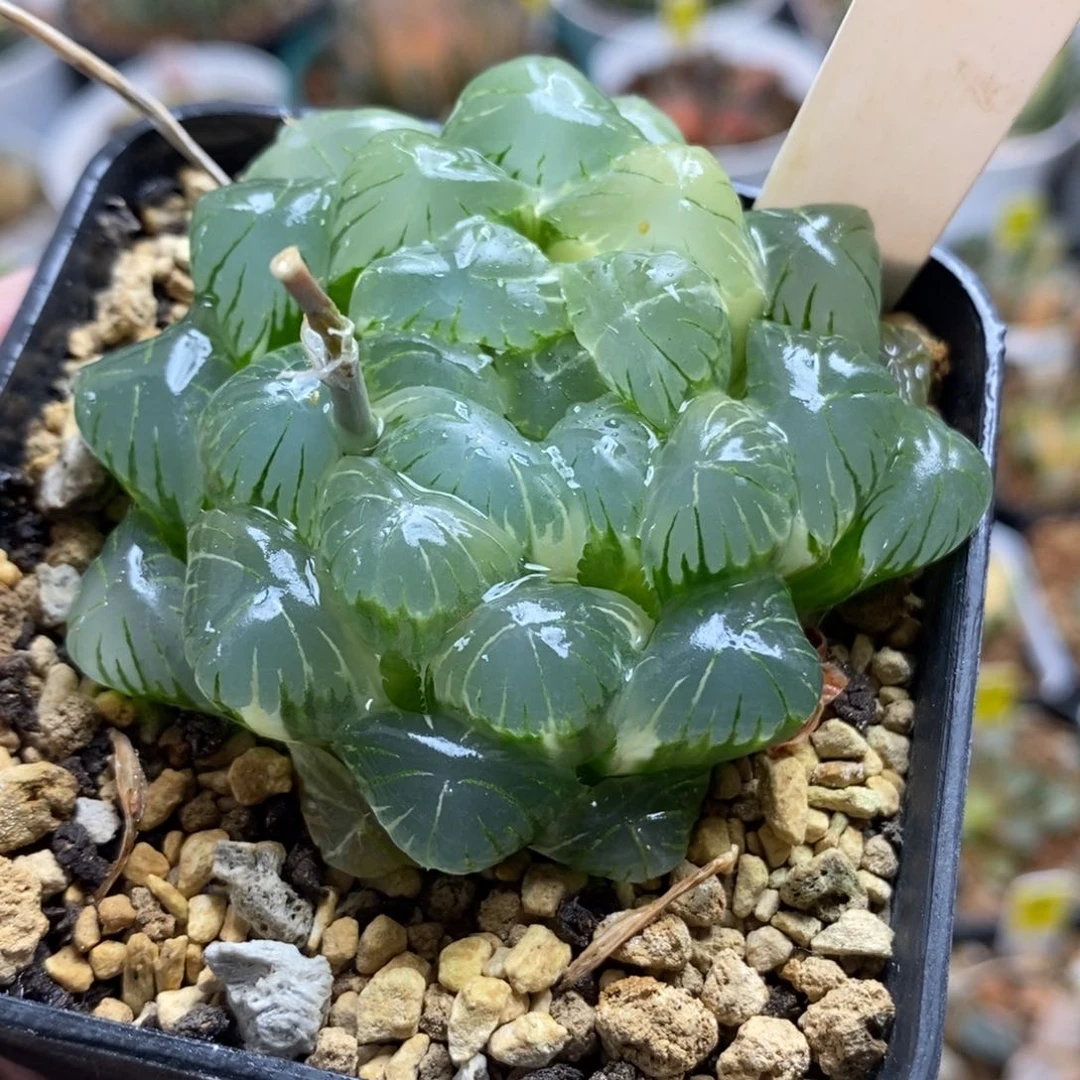 300湖水玉露锦一物一拍
