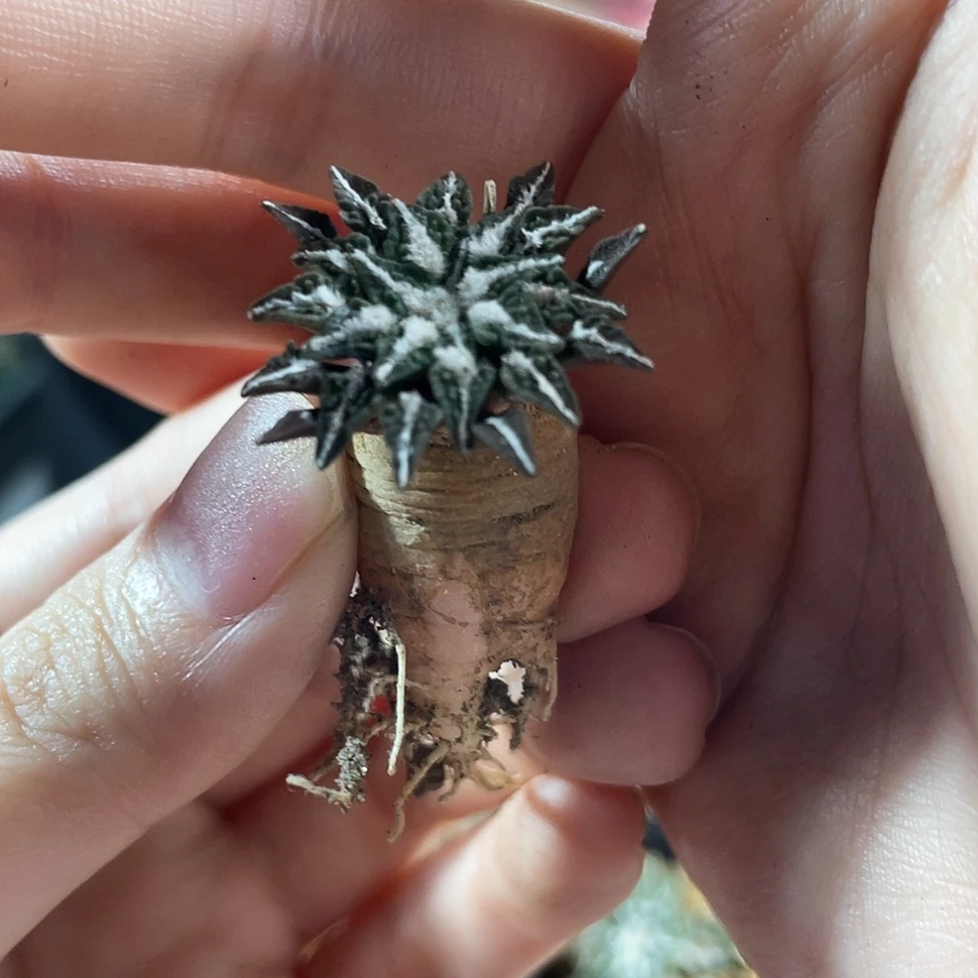 2cm实生泰系馒头姬牡丹萝卜根