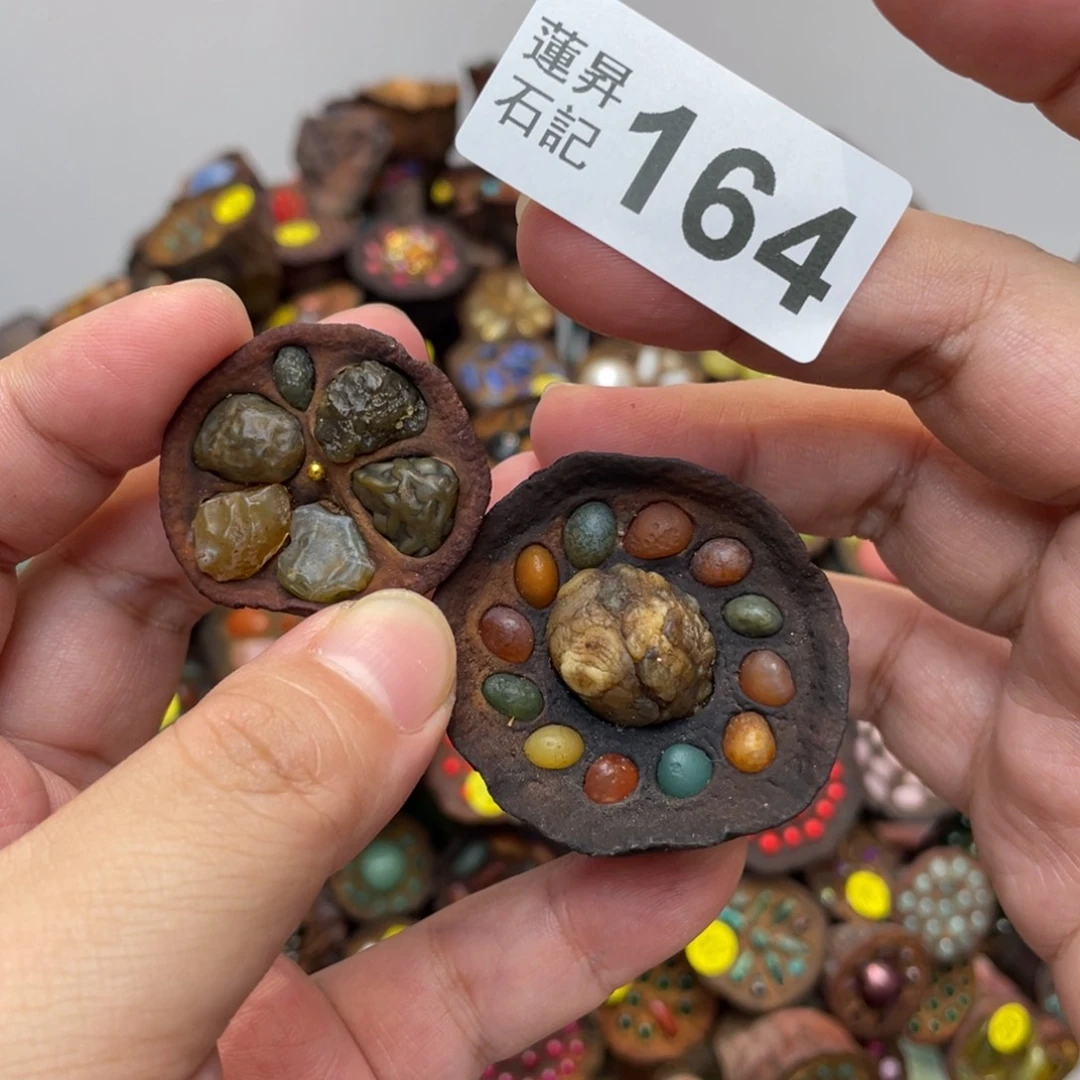 核桃木/黑胡桃（胡桃木）虫*164