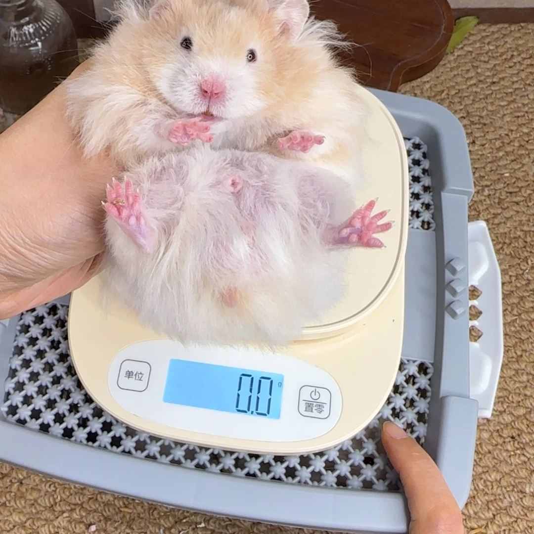 肉桂波弟弟129g8.03