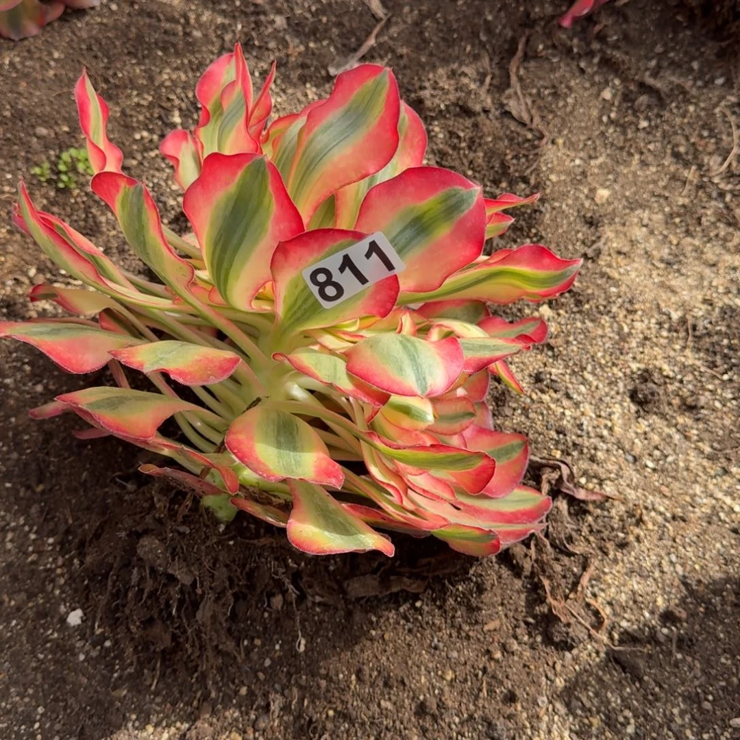811多肉植物爱丽丝