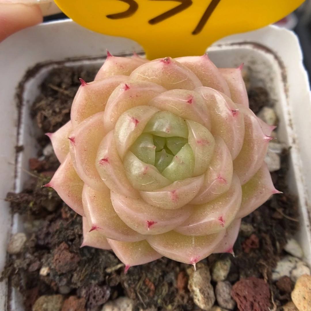 青柠麦秆331号。
