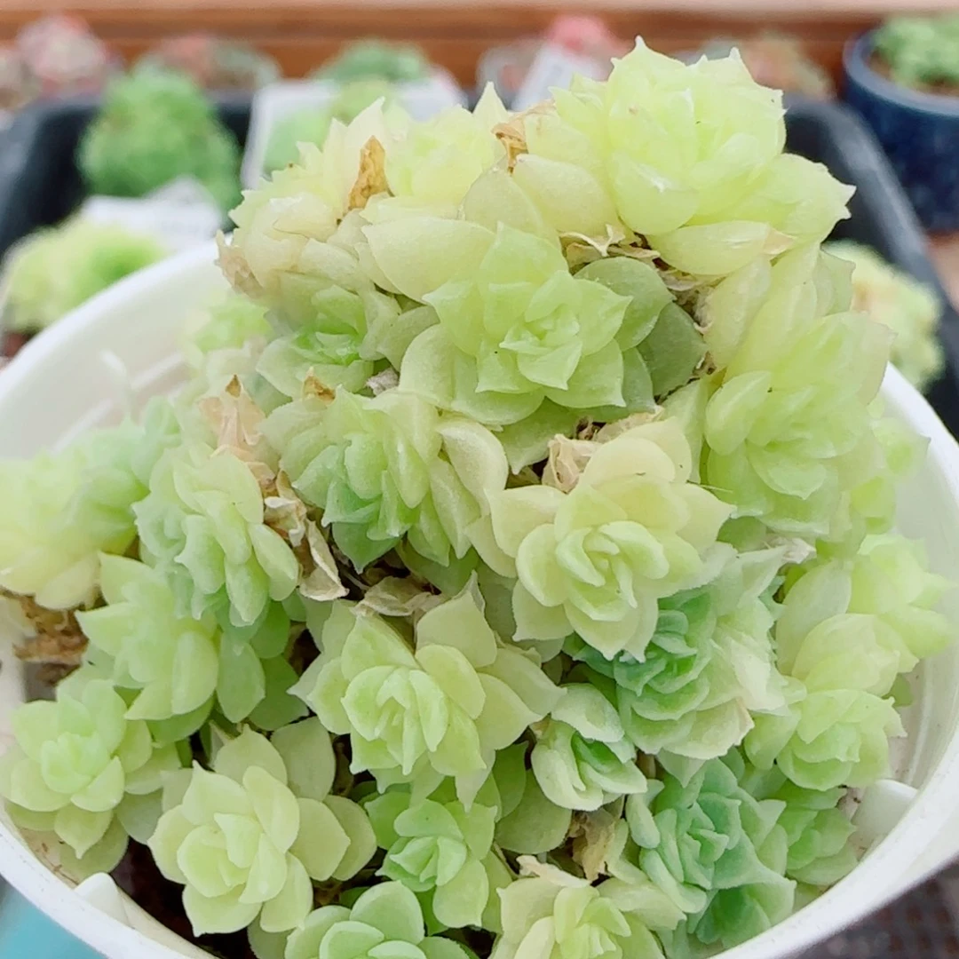 花语逸镜0928-55散