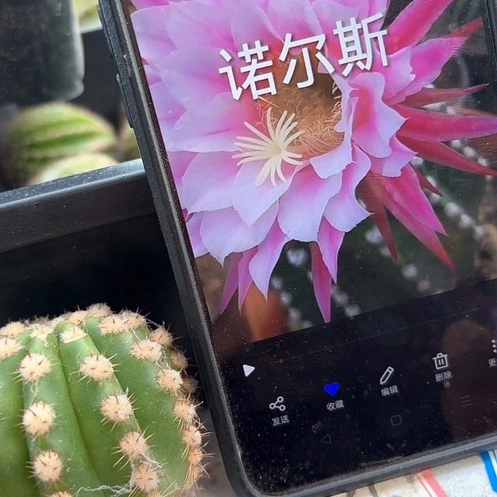 诺尔斯毛侧牙20包邮仙人球30