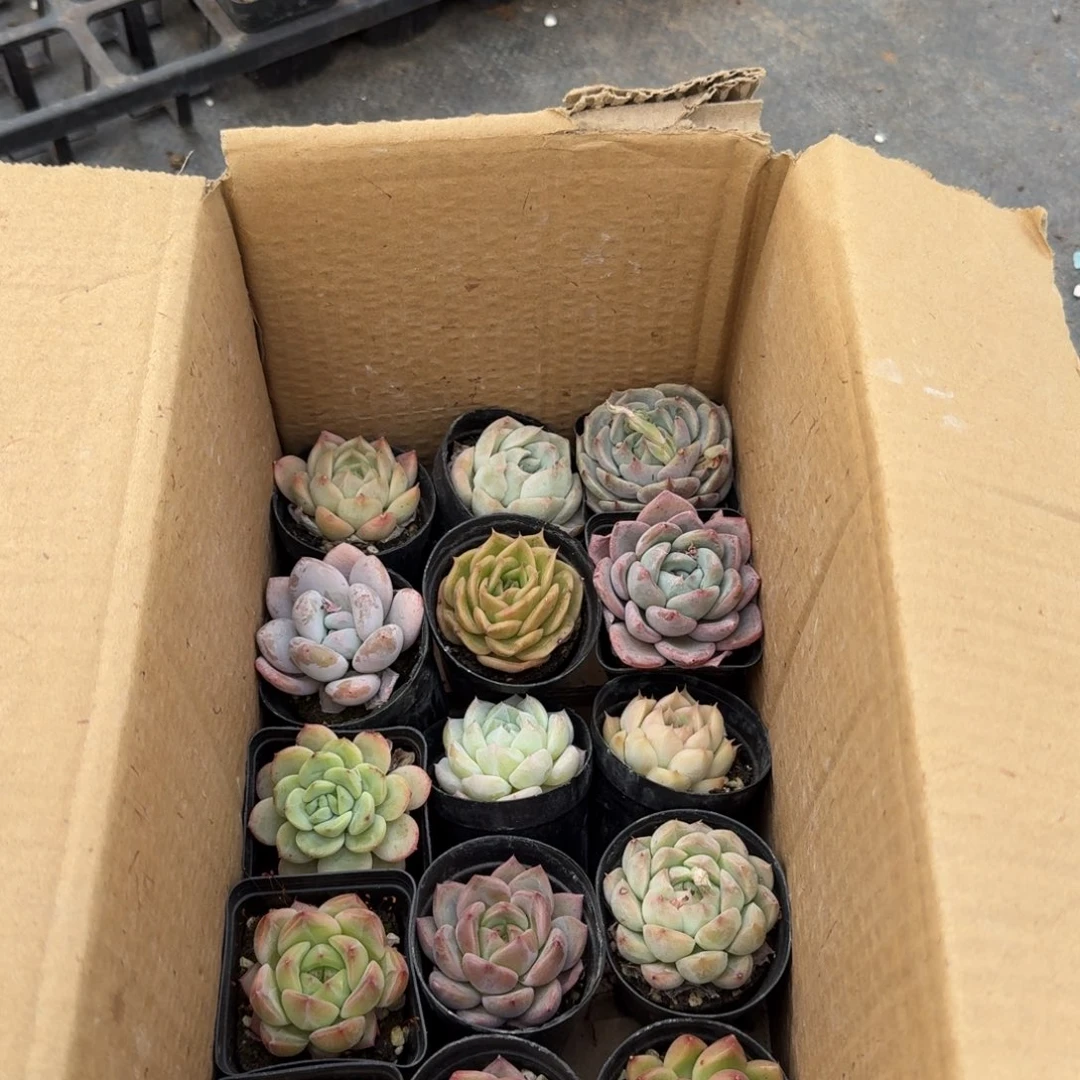 三十颗混合发货量拍带盆土21-12