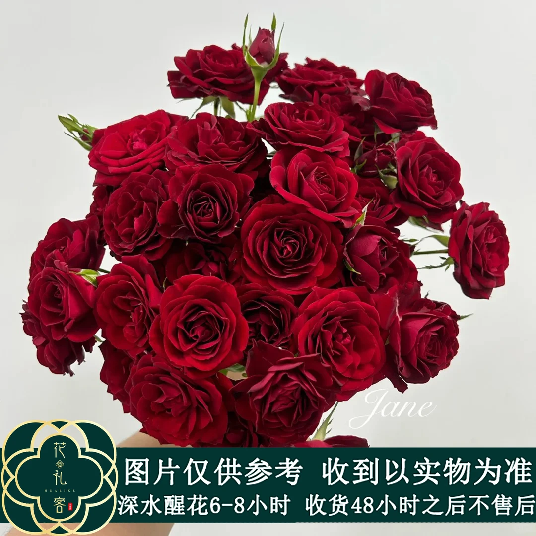 七叶花坊# 【红丝绒多头玫瑰】高品质鲜花 顺丰直发玫