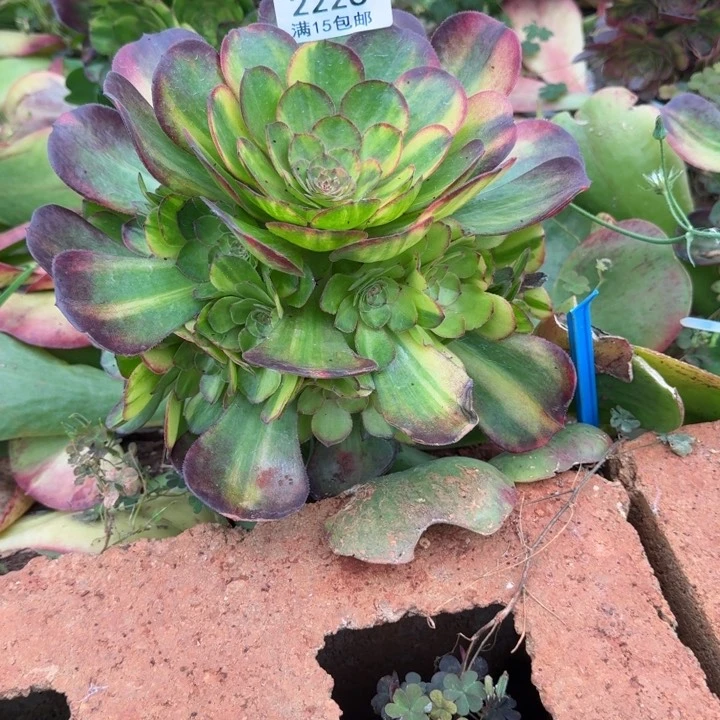 海*2226号万圣节七彩啊啊啊