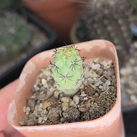 【特价】帝王丸直径1.3带盆土