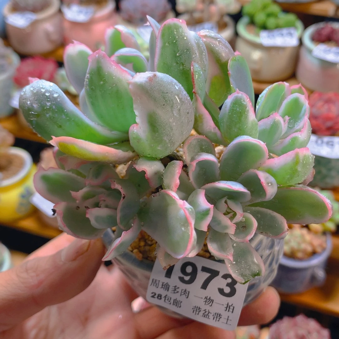 精控多肉植物1973