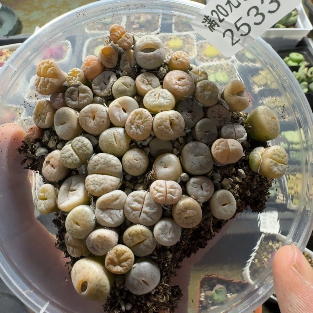 2533。C189荒一盒。