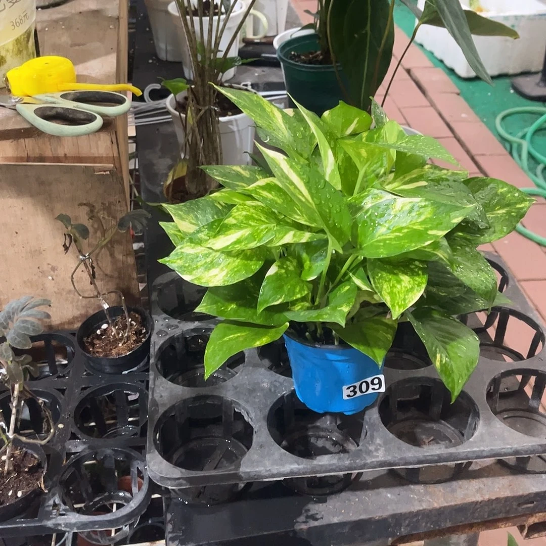 完全开放309 花叶绿萝