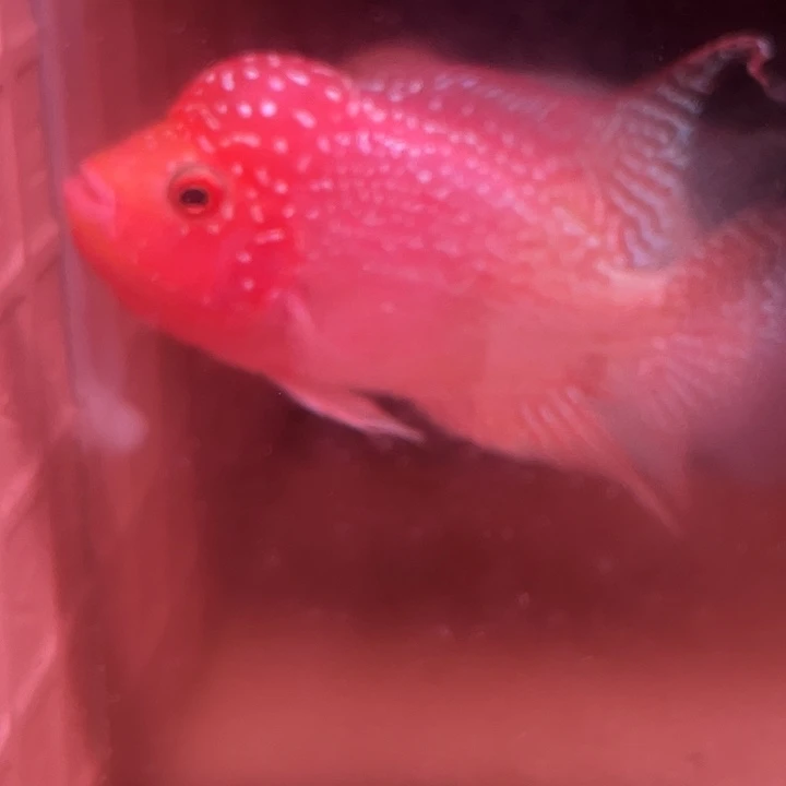 罗汉鱼金花火凤罗汉鱼