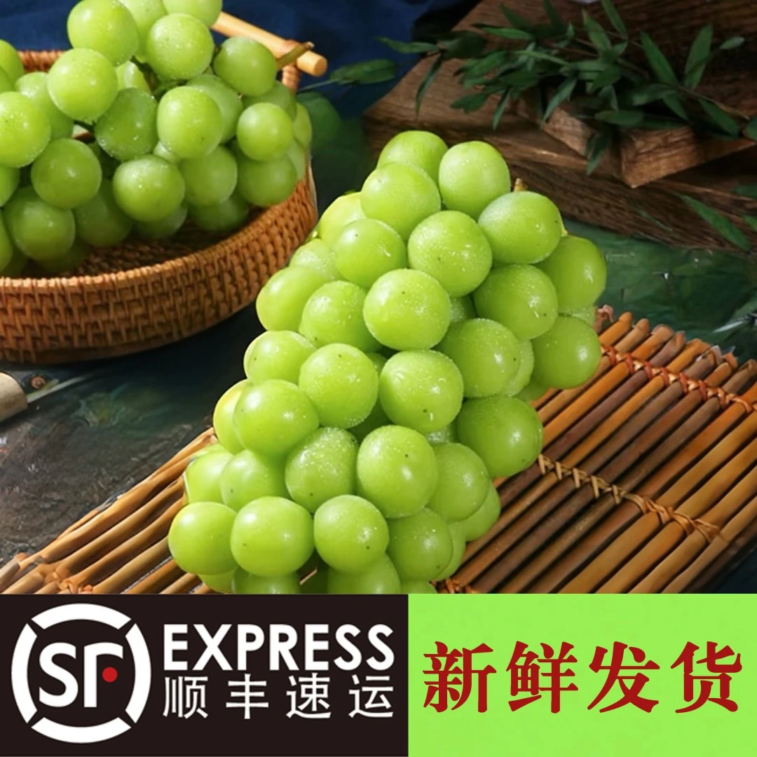 【次日达】正宗云南头茬阳光玫瑰青提新鲜采摘颗颗爆汁顺丰包邮云南省